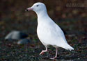 Larus hiperboreus